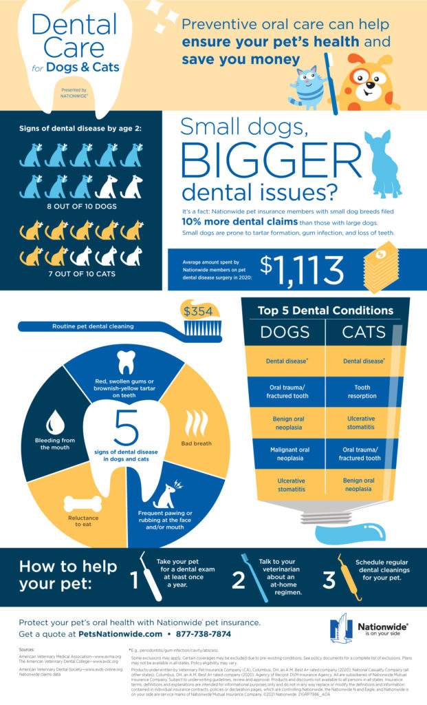 Click here to download a PDF of the Dental Care for Dogs & Cats infographic