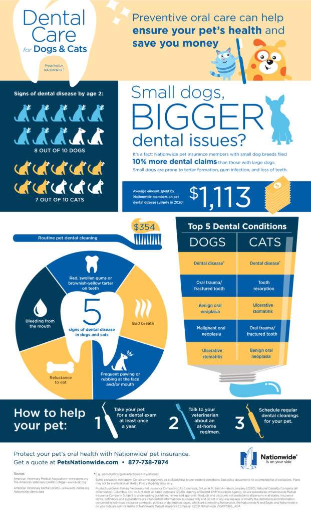 Routine Dental Care Protects Pet’s Health and Saves Money The HR Pet
