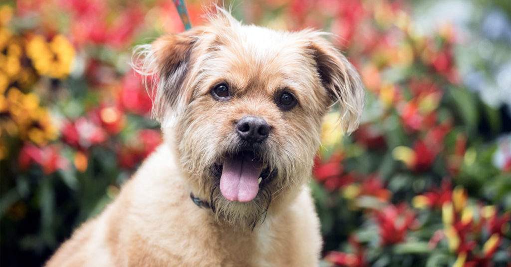 dog with tongue out by flowers
